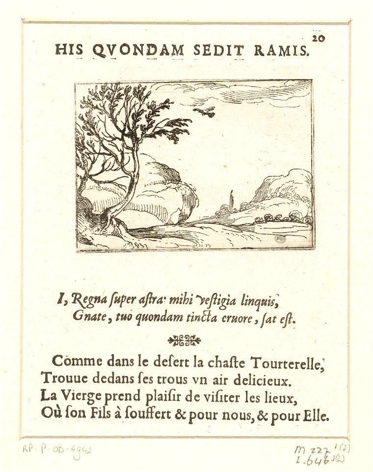 Duif in de woestijn