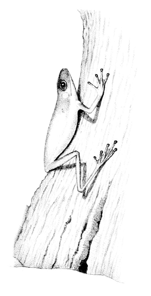 Duellmanohyla uranochroa