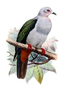 Ducula pistrinaria rhodinolaema
