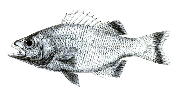Dules marginatus Ford 18