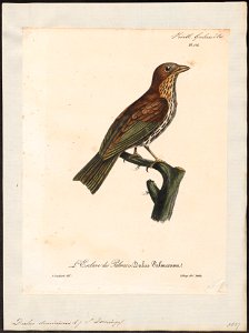 Dulus dominicus - 1825-1834 - Print - Iconographia Zoologica - Special Collections University of Amsterdam - UBA01 IZ16600299