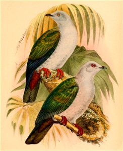 Ducula concinna 1898