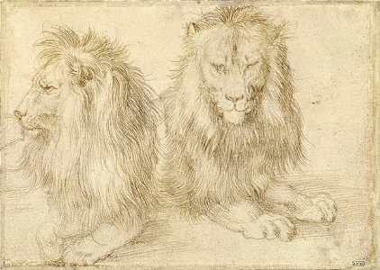 Albrecht Dürer - Two seated lions - Google Art Project. Free illustration for personal and commercial use.