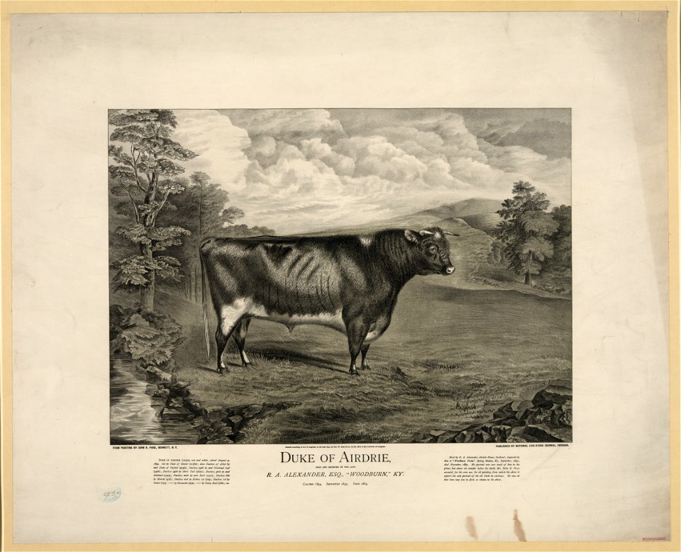 Duke of Airdrie LCCN2003673034