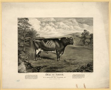 Duke of Airdrie LCCN2003673034