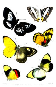 DukeButterfliesRippon