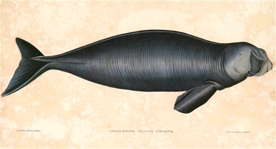 Dugong dugon Hardwicke