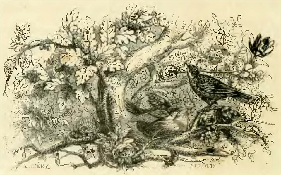 Dumas - Le Chevalier de Maison-Rouge, 1853 (page 224 crop)