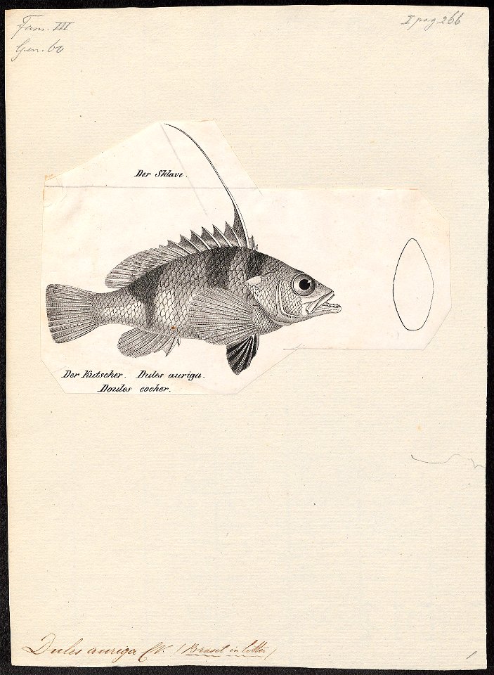 Dules auriga - 1809-1845 - Print - Iconographia Zoologica - Special Collections University of Amsterdam - UBA01 IZ13000094