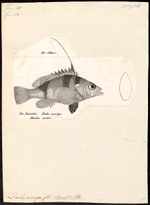 Dules auriga - 1809-1845 - Print - Iconographia Zoologica - Special Collections University of Amsterdam - UBA01 IZ13000094
