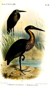 DupetorSmit