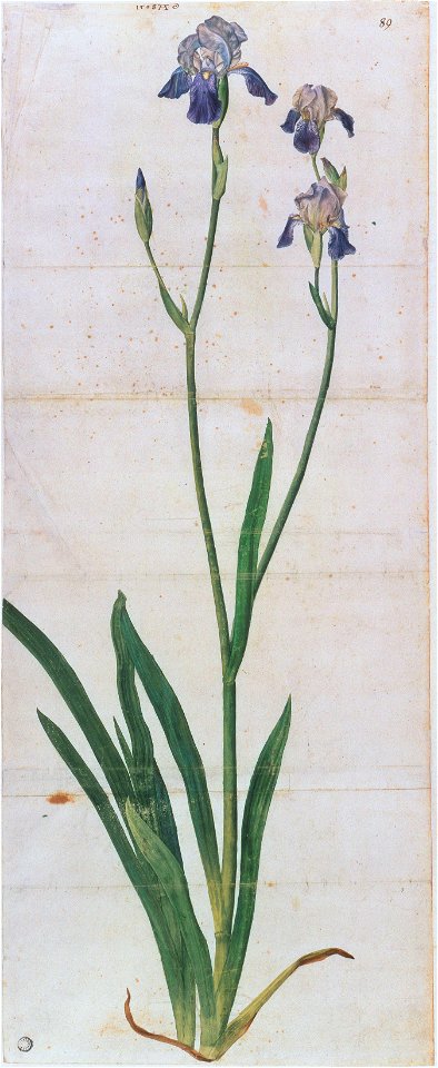 Albrecht Dürer - Blau blühende Schwertlilie (ca. 1503)FXD