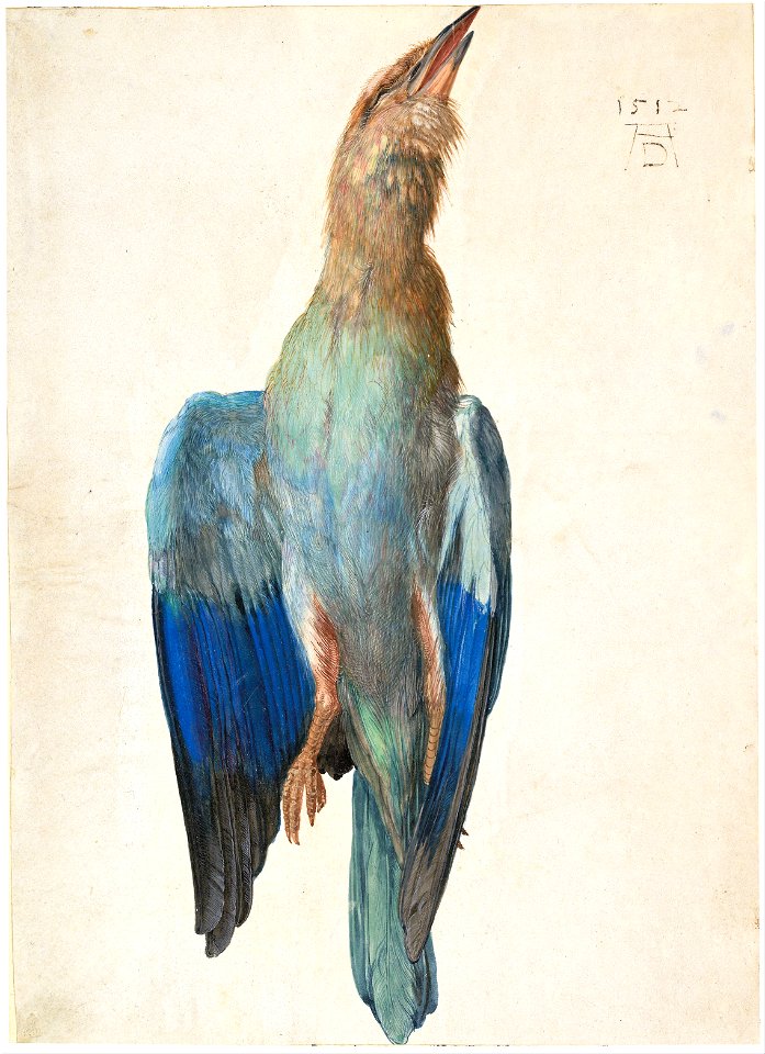 Albrecht Dürer - Dead Blue Roller, 1500 (or 1512) - Google Art Project