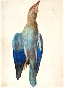 Albrecht Dürer - Dead Blue Roller, 1500 (or 1512) - Google Art Project. Free illustration for personal and commercial use.