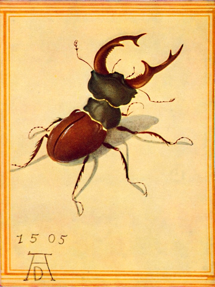 Duerer hirschkäfer