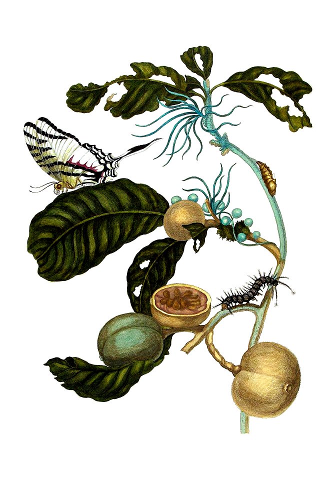 Duroia eriopila by Merian