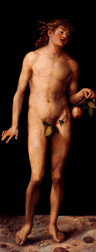 Durer, adamo 02