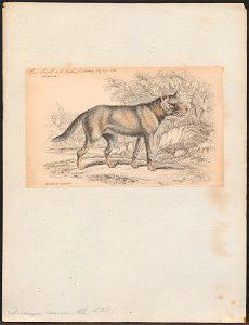 Dusicyon canescens - 1833-1866 - Print - Iconographia Zoologica - Special Collections University of Amsterdam - UBA01 IZ22200309