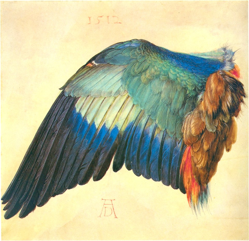 Duerer wing of a blue roller