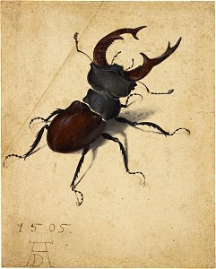 Albrecht Dürer - Hirschkäfer (1505)