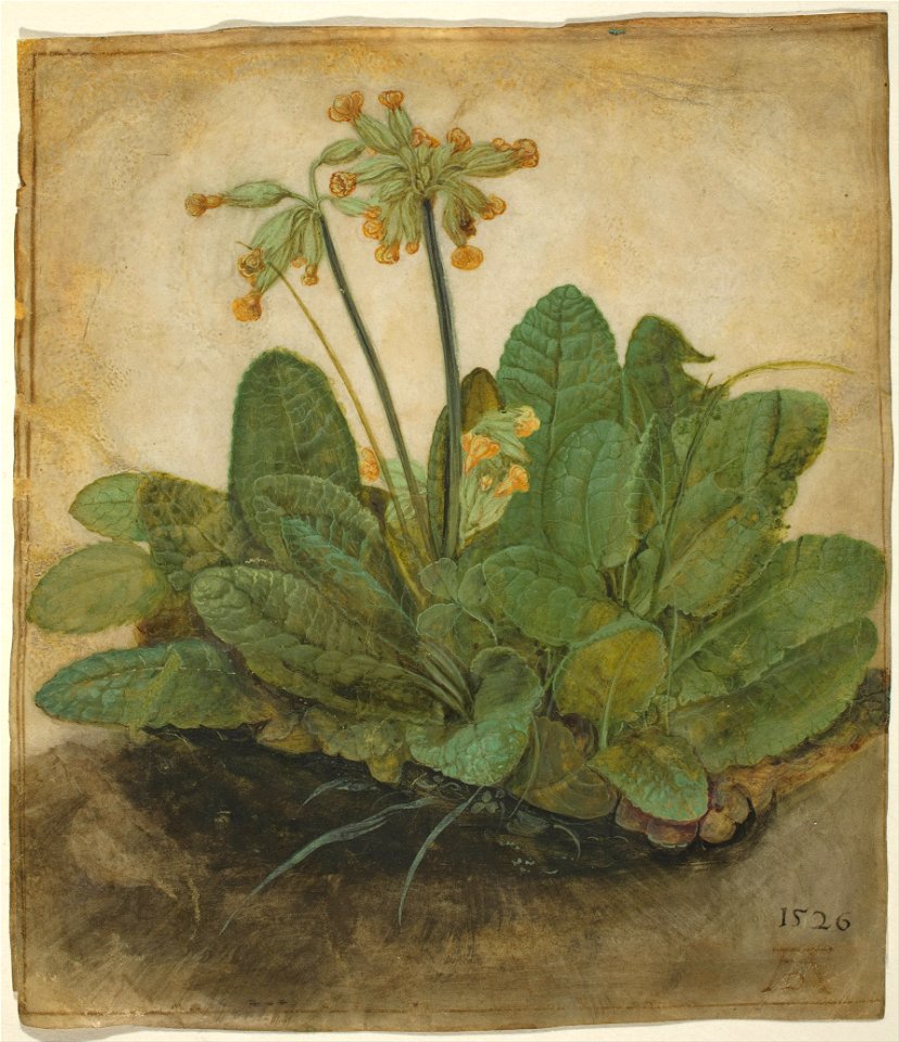Albrecht Dürer - Tuft of Cowslips - Google Art Project