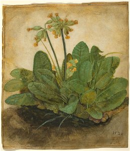 Albrecht Dürer - Tuft of Cowslips - Google Art Project. Free illustration for personal and commercial use.