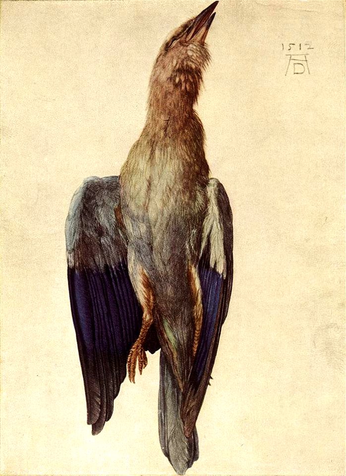 Durer, uccello morto