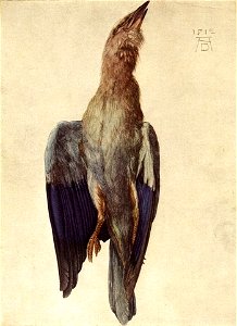 Durer, uccello morto