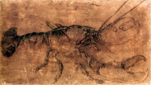 Durer-homard