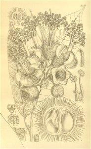 Durio mansonii (Gamble) Bakh. as Boschia mansonii Gamble