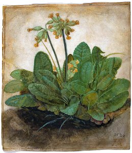 Albrecht Dürer - Tuft of Cowslips - Google Art ProjectFXD