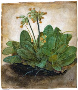 Albrecht Dürer - Tuft of Cowslips - Google Art ProjectFXD. Free illustration for personal and commercial use.