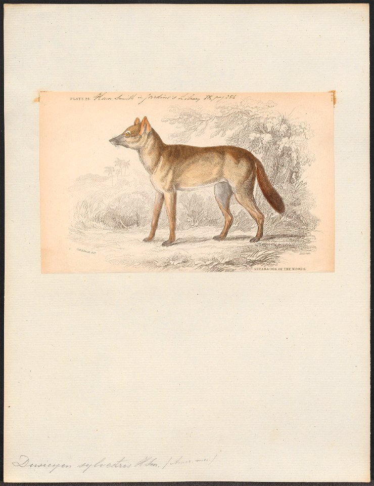 Dusicyon sylvestris - 1833-1866 - Print - Iconographia Zoologica - Special Collections University of Amsterdam - UBA01 IZ22200313