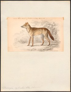 Dusicyon sylvestris - 1833-1866 - Print - Iconographia Zoologica - Special Collections University of Amsterdam - UBA01 IZ22200313