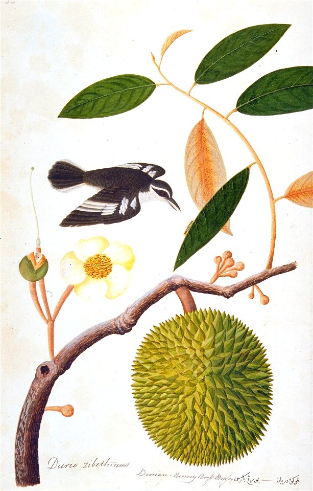 Durio zibethinus; Doorian; Boorong Brass Brass (William Farquhar Collection, 1819–1823)