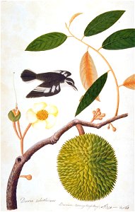 Durio zibethinus; Doorian; Boorong Brass Brass (William Farquhar Collection, 1819–1823)