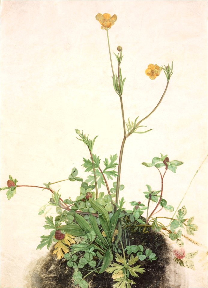Albrecht Dürer (Schule) - Hahnenfuß, Rotklee und Wegerich (1526)