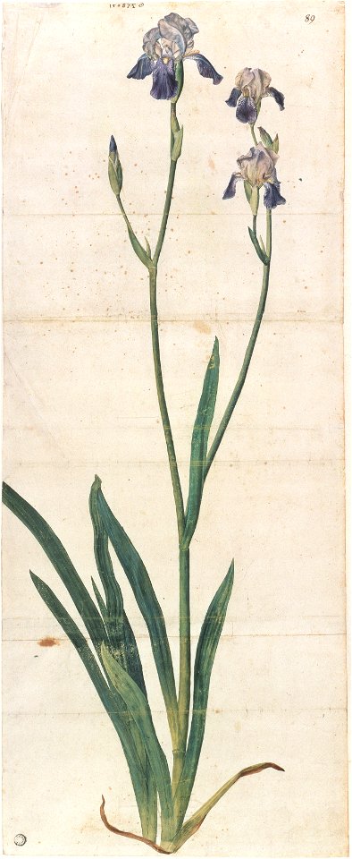 Albrecht Dürer - Blau blühende Schwertlilie (ca. 1503)