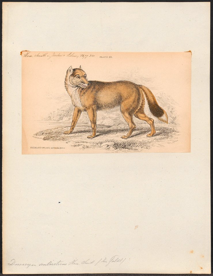 Dusicyon antarcticus - 1833-1866 - Print - Iconographia Zoologica - Special Collections University of Amsterdam - UBA01 IZ22200311
