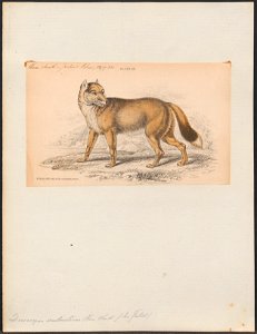 Dusicyon antarcticus - 1833-1866 - Print - Iconographia Zoologica - Special Collections University of Amsterdam - UBA01 IZ22200311