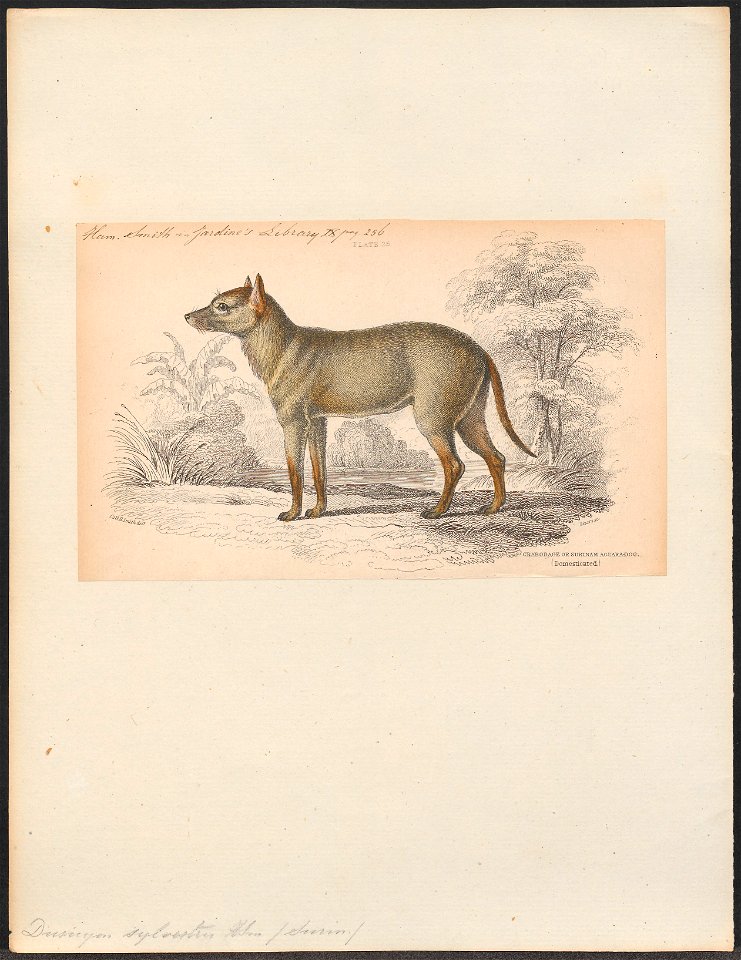 Dusicyon sylvestris - 1833-1866 - Print - Iconographia Zoologica - Special Collections University of Amsterdam - UBA01 IZ22200315