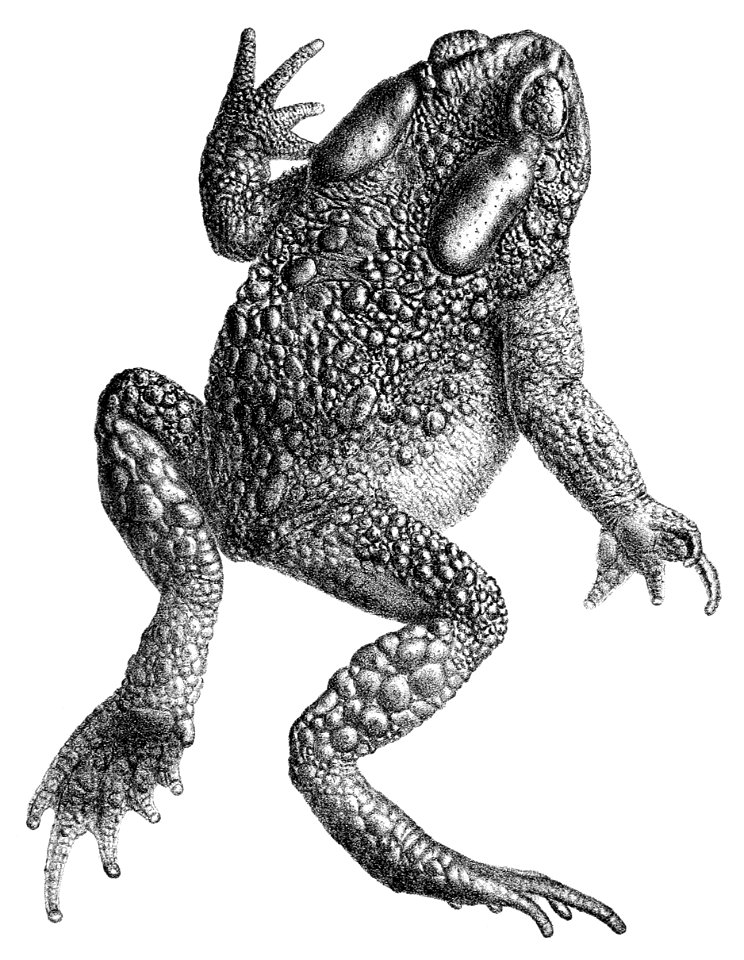 Duttaphrynus himalayanus