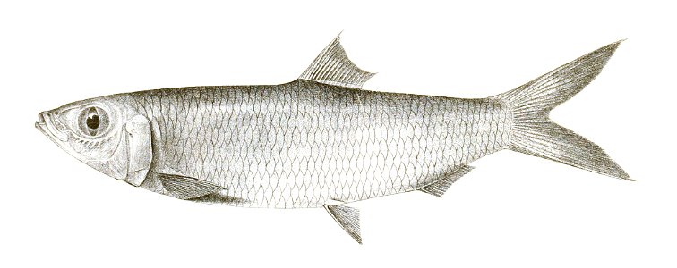 Dussumieria acuta Achilles 166