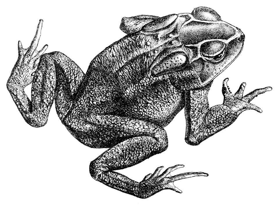 Duttaphrynus parietalis