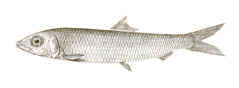 Dussumieria hasseltii Achilles 166
