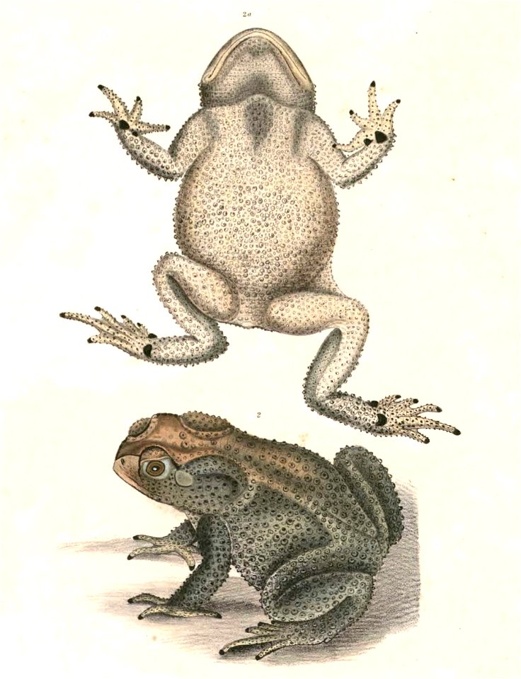 Duttaphrynus melanostictus 2 Hardwicke
