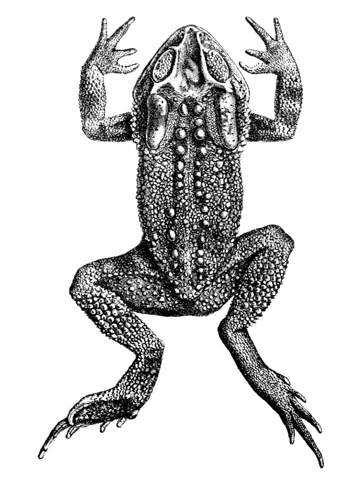 Duttaphrynus microtympanum
