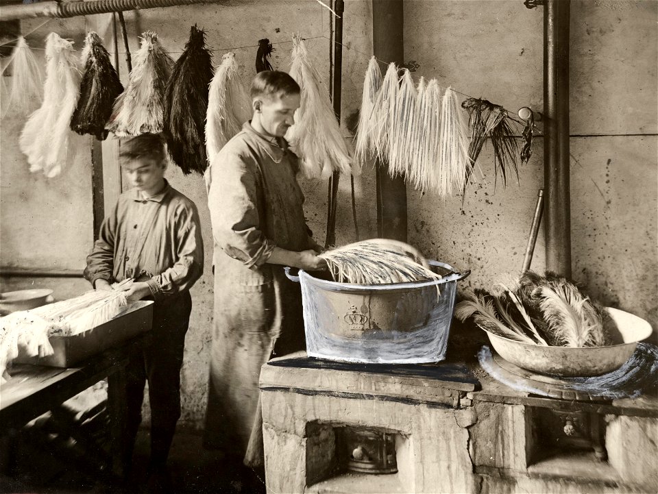 Dyeing of ostrich feathers 1919
