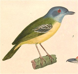 Dysithamnus mentalis 1838