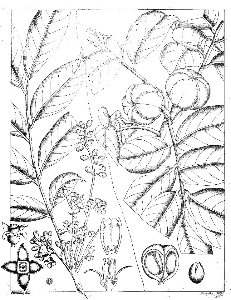 Dysoxylum macrocarpum Govindoo